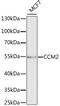 Osm antibody, 22-300, ProSci, Western Blot image 