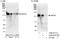 Serine/threonine-protein phosphatase 6 regulatory subunit 3 antibody, A300-972A, Bethyl Labs, Immunoprecipitation image 