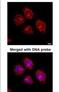Flotillin 2 antibody, PA5-21296, Invitrogen Antibodies, Immunofluorescence image 