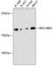 Ribosomal Protein S19 Binding Protein 1 antibody, GTX66186, GeneTex, Western Blot image 