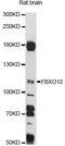 F-box only protein 10 antibody, LS-C749852, Lifespan Biosciences, Western Blot image 
