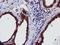 Epsin 2 antibody, TA504298, Origene, Immunohistochemistry frozen image 