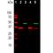 GAPDH antibody, M00227-4, Boster Biological Technology, Western Blot image 