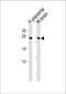Protein SOX-15 antibody, PA5-35119, Invitrogen Antibodies, Western Blot image 
