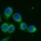 NADPH Oxidase 4 antibody, FNab05806, FineTest, Immunofluorescence image 