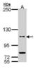 Dual 3 ,5 -cyclic-AMP and -GMP phosphodiesterase 11A antibody, PA5-29113, Invitrogen Antibodies, Western Blot image 