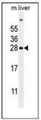 Ubiquitin D antibody, AP51613PU-N, Origene, Western Blot image 