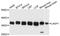 LIM And SH3 Protein 1 antibody, A3941, ABclonal Technology, Western Blot image 
