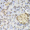 Nucleosome Assembly Protein 1 Like 1 antibody, LS-C332241, Lifespan Biosciences, Immunohistochemistry paraffin image 
