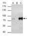 Transcription Factor 3 antibody, GTX109885, GeneTex, Immunoprecipitation image 