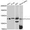 DNA-directed RNA polymerase I subunit RPA2 antibody, STJ113935, St John