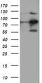 Folate Hydrolase 1 antibody, TA504509, Origene, Western Blot image 