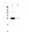 Mannose Binding Lectin 2 antibody, A01000-3, Boster Biological Technology, Western Blot image 