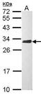 Chloride Intracellular Channel 4 antibody, PA5-28146, Invitrogen Antibodies, Western Blot image 
