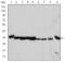 Cyclin Dependent Kinase 1 antibody, GTX60411, GeneTex, Western Blot image 