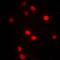 DNA Methyltransferase 3 Beta antibody, orb213856, Biorbyt, Immunofluorescence image 