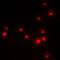 Enhancer Of Zeste 2 Polycomb Repressive Complex 2 Subunit antibody, orb378050, Biorbyt, Immunocytochemistry image 