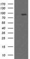 Host cell factor 2 antibody, TA505237S, Origene, Western Blot image 
