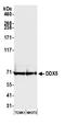 Probable ATP-dependent RNA helicase DDX5 antibody, A300-523A, Bethyl Labs, Western Blot image 