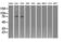 GLGB antibody, LS-C114902, Lifespan Biosciences, Western Blot image 