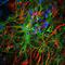 Microtubule Associated Protein Tau antibody, NBP2-50051, Novus Biologicals, Immunofluorescence image 