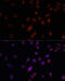Dentin matrix acidic phosphoprotein 1 antibody, 16-767, ProSci, Immunofluorescence image 