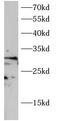 Inhibitor Of Growth Family Member 2 antibody, FNab10753, FineTest, Western Blot image 