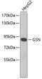 Gelsolin antibody, 19-206, ProSci, Western Blot image 