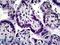 Kruppel Like Factor 11 antibody, LS-B5433, Lifespan Biosciences, Immunohistochemistry frozen image 