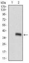 Homeobox protein goosecoid antibody, NBP2-37356, Novus Biologicals, Western Blot image 