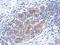 Serpin Family B Member 6 antibody, PA5-22354, Invitrogen Antibodies, Immunohistochemistry frozen image 