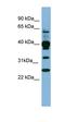 Pleckstrin antibody, orb330842, Biorbyt, Western Blot image 