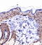 Collagen Type I Alpha 1 Chain antibody, TA336831, Origene, Immunohistochemistry frozen image 