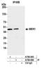BAF Chromatin Remodeling Complex Subunit BCL11A antibody, A700-095, Bethyl Labs, Immunoprecipitation image 