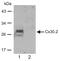 Cx31.9 antibody, 40-7400, Invitrogen Antibodies, Western Blot image 