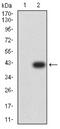 P21 (RAC1) Activated Kinase 3 antibody, NBP2-61767, Novus Biologicals, Western Blot image 