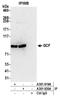  antibody, A301-920A, Bethyl Labs, Immunoprecipitation image 