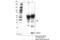 MAPK Regulated Corepressor Interacting Protein 1 antibody, 78128S, Cell Signaling Technology, Immunoprecipitation image 