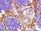 FH1/FH2 domain-containing protein 1 antibody, orb156870, Biorbyt, Immunohistochemistry paraffin image 