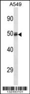 Hemogen antibody, 56-873, ProSci, Western Blot image 