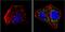 Cytochrome C, Somatic antibody, MA5-11823, Invitrogen Antibodies, Immunofluorescence image 