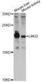 LIM Domain Only 2 antibody, LS-C747769, Lifespan Biosciences, Western Blot image 