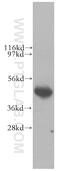 Lipoic Acid Synthetase antibody, 11577-1-AP, Proteintech Group, Western Blot image 