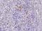 CLEC12A antibody, 200693-T08, Sino Biological, Immunohistochemistry paraffin image 