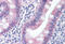 Caspase 1 antibody, MBS245014, MyBioSource, Immunohistochemistry paraffin image 