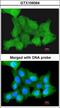 Zinc finger protein ZPR1 antibody, LS-C186065, Lifespan Biosciences, Immunocytochemistry image 
