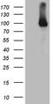 HR1 antibody, LS-C790252, Lifespan Biosciences, Western Blot image 