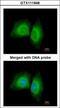 Microtubule Affinity Regulating Kinase 1 antibody, GTX111948, GeneTex, Immunofluorescence image 