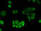 Nudix Hydrolase 21 antibody, A63058-100, Epigentek, Immunofluorescence image 