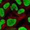 Nuclear Autoantigenic Sperm Protein antibody, HPA030520, Atlas Antibodies, Immunocytochemistry image 